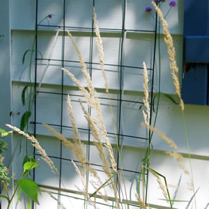 Calamagrostis x Karl Foerster